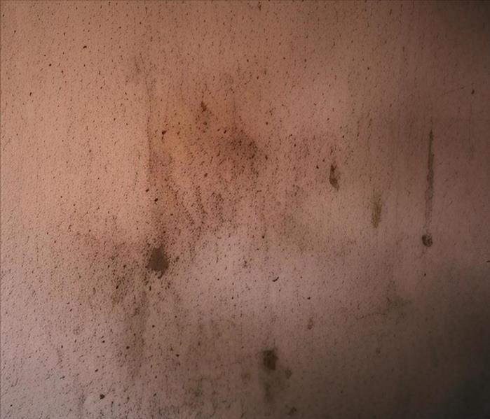 mold growing on orange wall